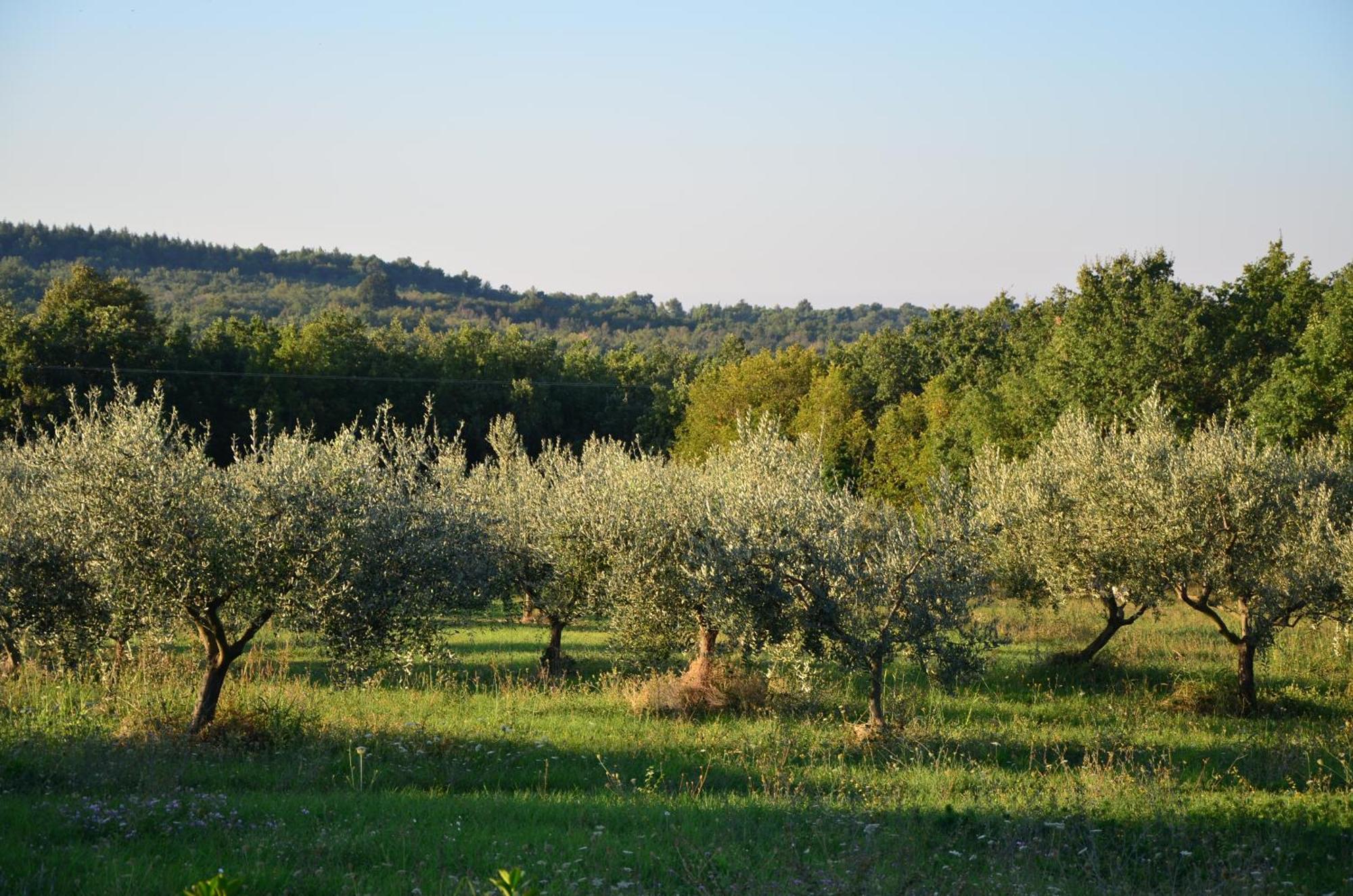 Villa Leopoldo By Istrian Country Houses Barat  Ngoại thất bức ảnh